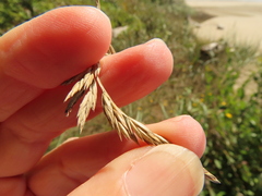 Festuca ammobia