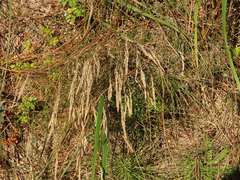 Festuca ammobia