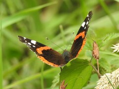 Vanessa atalanta