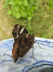 Vanessa atalanta