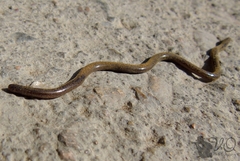 Epictia