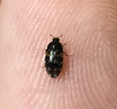 Anthrenus scrophulariae