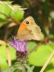 Maniola jurtina