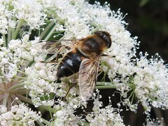 Eristalis pertinax