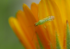 Macrolophus pygmaeus