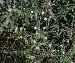 Cerastium brachypodum