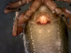 Metacyrba taeniola similis