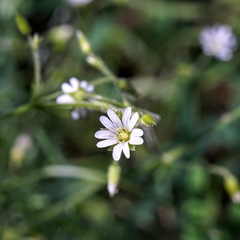 Cerastium brachypodum