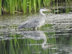 Ardea cinerea