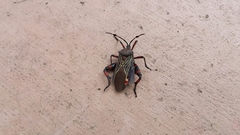 Pachylis neocalifornicus