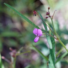 Desmodium arizonicum