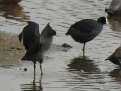 Fulica atra