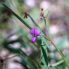 Desmodium arizonicum