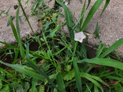 Convolvulus arvensis