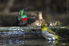 Cinnyris chalybeus albilateralis