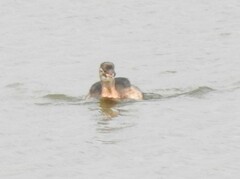 Tachybaptus ruficollis