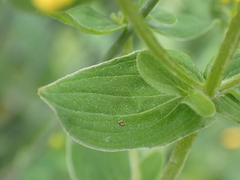 Hypericum tetrapterum