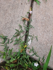 Convolvulus arvensis