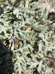 Chaenactis nevadensis