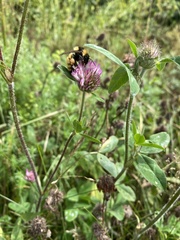 Bombus borealis image