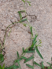 Convolvulus arvensis