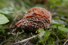 Monilinia fructigena