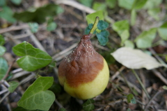 Monilinia fructigena