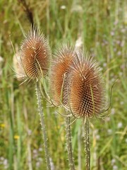 Dipsacus fullonum