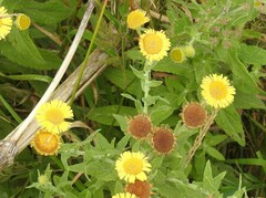 Pulicaria dysenterica