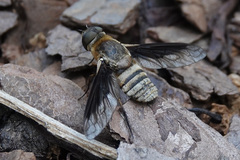 Exoprosopa brevirostris