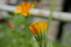 Macrolophus pygmaeus