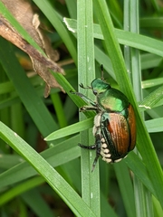 Popillia japonica