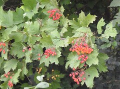 Viburnum opulus
