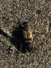 Etorofus obliteratus