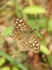 Pararge aegeria