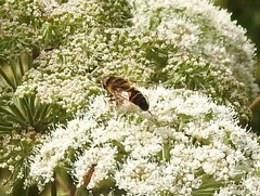 Eristalis pertinax