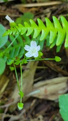 Cerastium pauciflorum