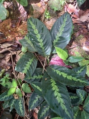 Goeppertia maasiorum