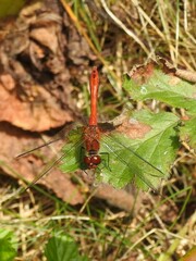 Sympetrum sanguineum