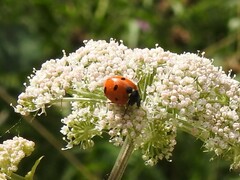 Coccinella septempunctata