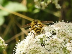 Myathropa florea