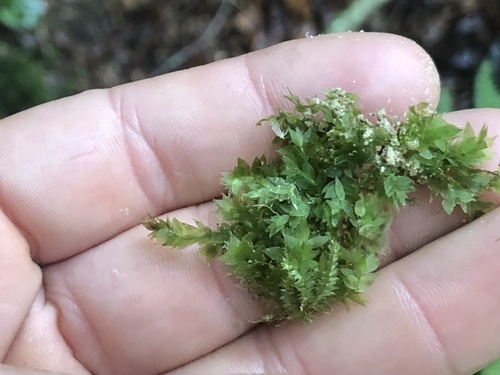 Hookeria acutifolia