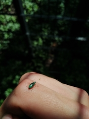 Phyllobius argentatus