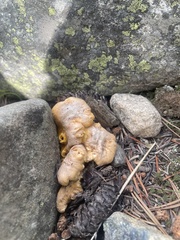 Cantharellus roseocanus
