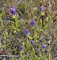 Gentianopsis detonsa