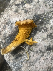 Cantharellus roseocanus
