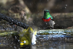 Cinnyris chalybeus albilateralis