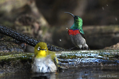 Cinnyris chalybeus albilateralis