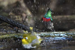 Cinnyris chalybeus albilateralis