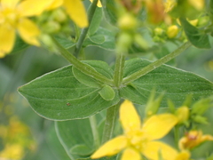 Hypericum tetrapterum
